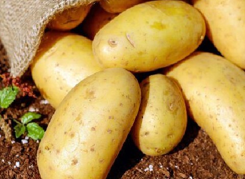 قیمت خرید سیب زمینی زرد همدان + فروش عمده